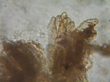 Inocephalus cystomarginatus image