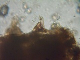 Inocephalus cystomarginatus image