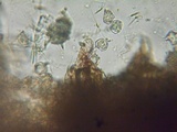 Inocephalus cystomarginatus image