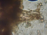 Inocephalus cystomarginatus image