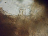 Inocephalus cystomarginatus image