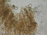 Inocephalus cystomarginatus image
