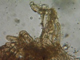 Inocephalus cystomarginatus image