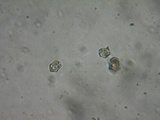 Inocephalus cystomarginatus image