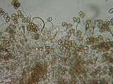 Psathyrella fibrillosipes image
