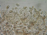 Psathyrella fibrillosipes image