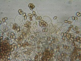 Psathyrella fibrillosipes image