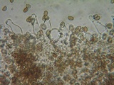 Psathyrella fibrillosipes image
