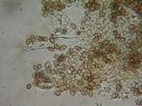Psathyrella fibrillosipes image