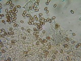 Psathyrella fibrillosipes image