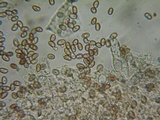 Psathyrella fibrillosipes image