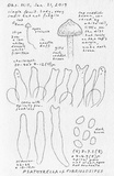 Psathyrella fibrillosipes image