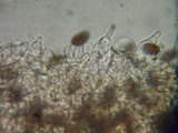 Psathyrella corrugis image