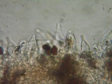 Psathyrella corrugis image