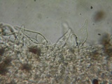 Psathyrella corrugis image