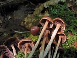 Psilocybe turficola image