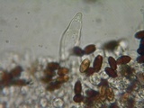 Psathyrella corrugis image