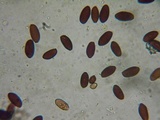 Psathyrella corrugis image