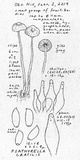 Psathyrella corrugis image