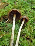 Psilocybe turficola image
