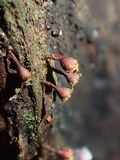 Trichia botrytis var. botrytis image