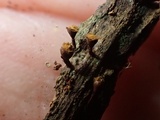 Trichia botrytis var. botrytis image