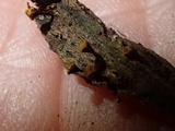 Trichia botrytis var. botrytis image