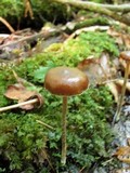 Psilocybe turficola image