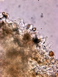 Gymnopilus dilepis image
