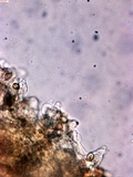 Gymnopilus dilepis image