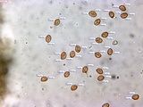 Gymnopilus dilepis image