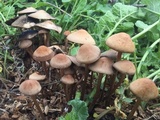 Panaeolus cinctulus image