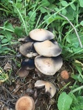 Panaeolus cinctulus image