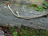 Psilocybe turficola image