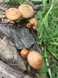 Panaeolus cinctulus image