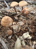 Panaeolus cinctulus image