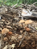 Panaeolus cinctulus image