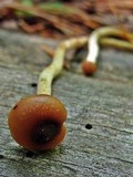 Psilocybe turficola image