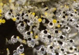 Pilobolus crystallinus image