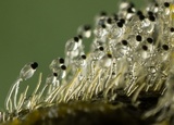 Pilobolus crystallinus image