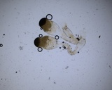 Pilobolus crystallinus image