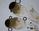 Pilobolus crystallinus image
