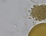 Pilobolus crystallinus image