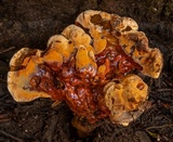 Ryvardenia campyla image