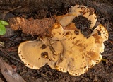 Ryvardenia campyla image