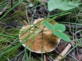 Onnia tomentosa image