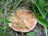 Onnia tomentosa image