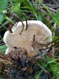 Onnia tomentosa image