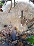 Onnia tomentosa image