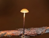 Rhizomarasmius pyrrhocephalus image